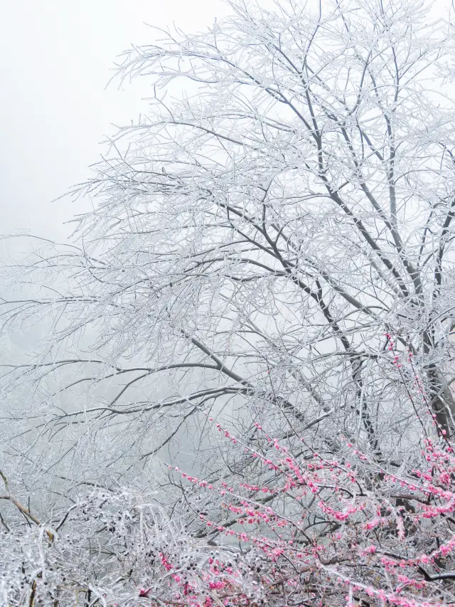 In Zhejiang's winter wonderland, I found the stunning 'Lu Bing Hua' in Jinyun
