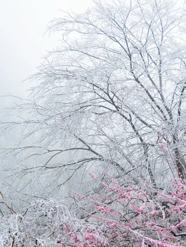 절강의 빙설 세계에서, 나는 진운에서 아름다운 '노빙화'를 찾았다