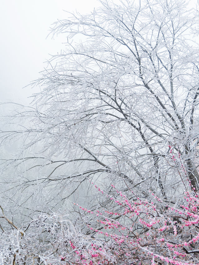 浙江的冰雪世界，我在缙云找到超美「魯冰花」