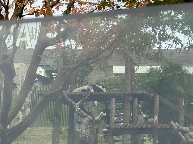 在武漢·武漢動物園新手入園攻