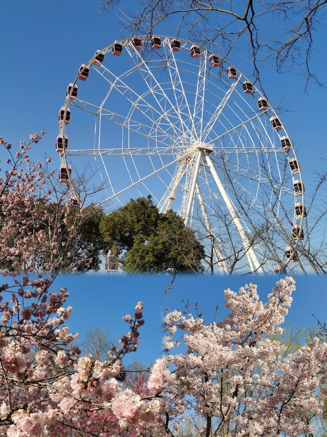 櫻花又來赴約了丨顧村公園