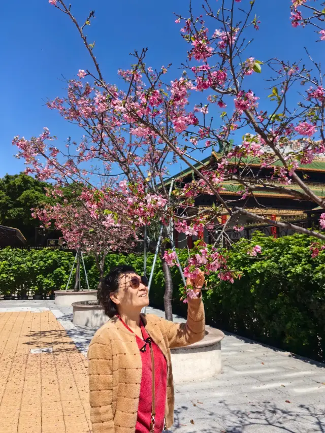 한풍고운 벚꽃축제: 보묵원/남월원의 쌍원련유