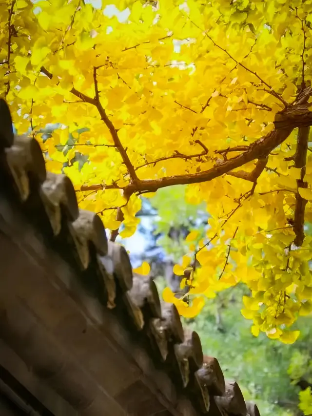 Beijing Travel | In autumn, you must stay in Beiping!