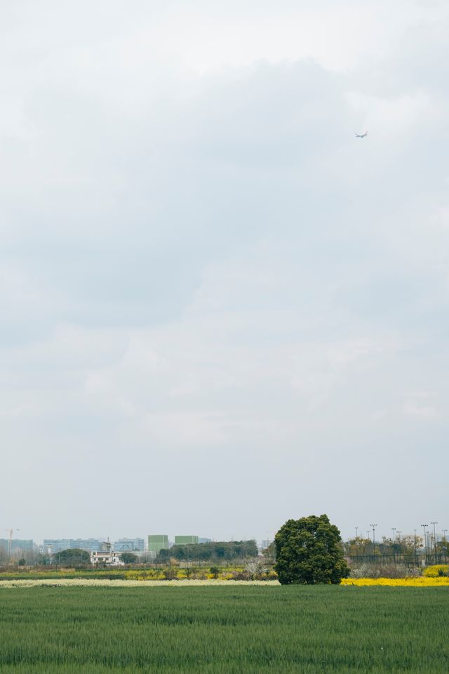 去有風的地方同款麥田成都的綠道也太春天