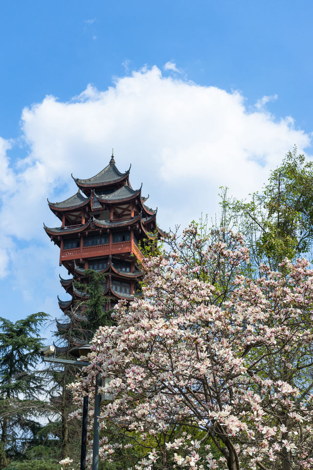 春遊記成都地鐵直達塔子山公園玉蘭花來啦