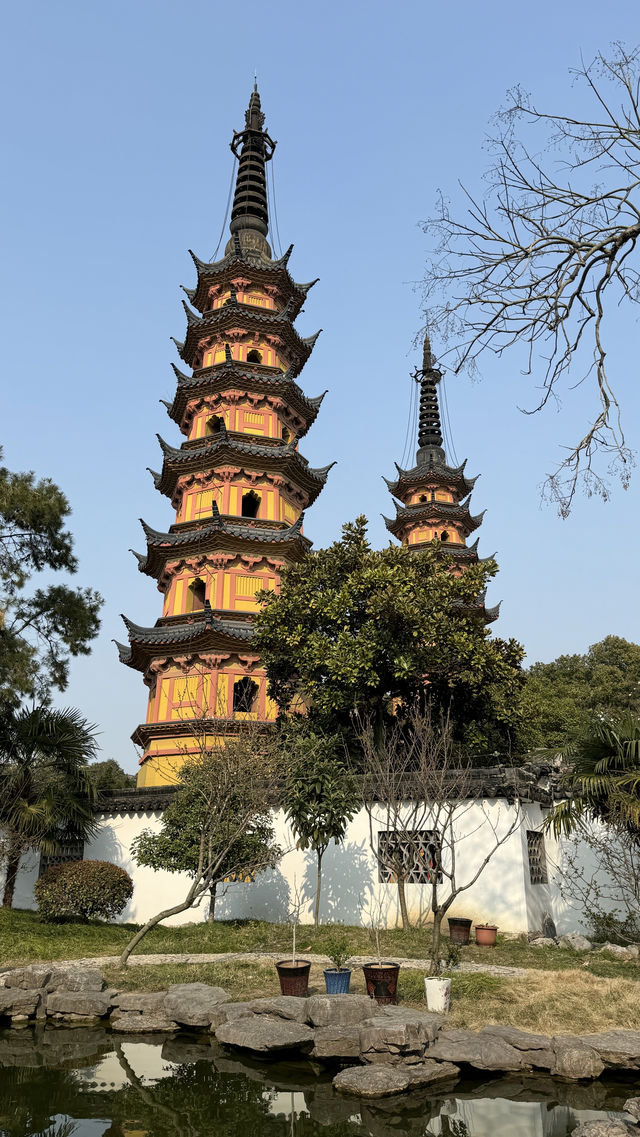 一枝獨秀白玉蘭