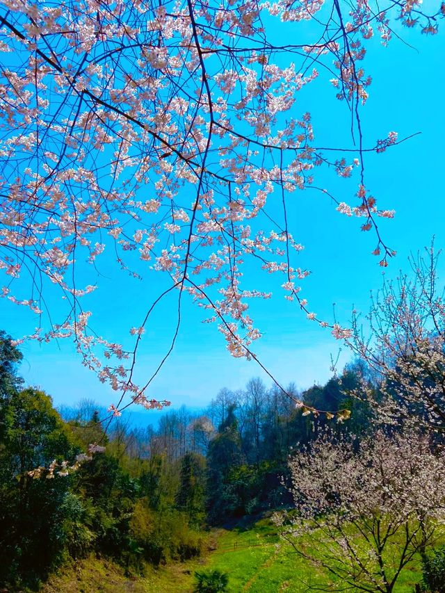 在成都！雪山和櫻花，我心中輕徒步天花板！！