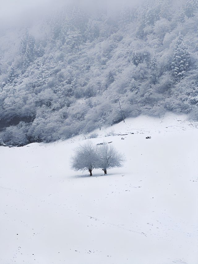 不是北海道去不起，而是重慶仙女山更有性價比