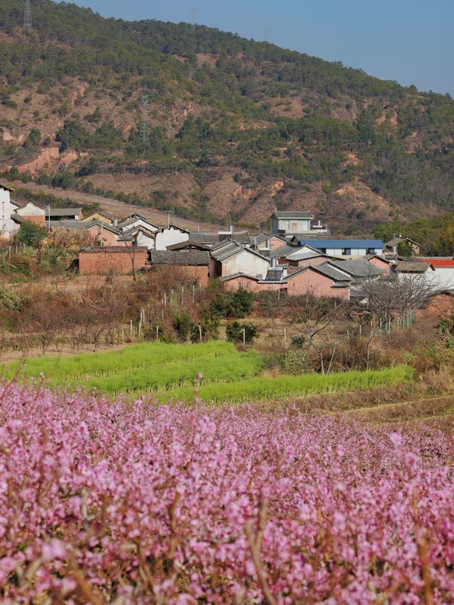 大理雾本賞花之旅｜為桃花而來，卻更愛油菜花！（附攻略）