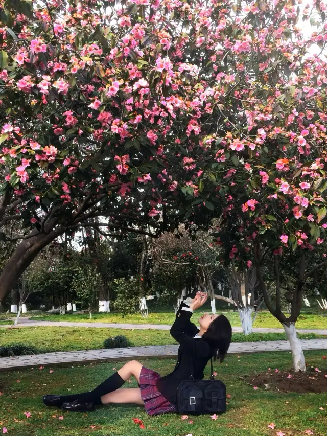 Nanjing Flower Road | The camellias at Xuanwu Lake have already bloomed spectacularly