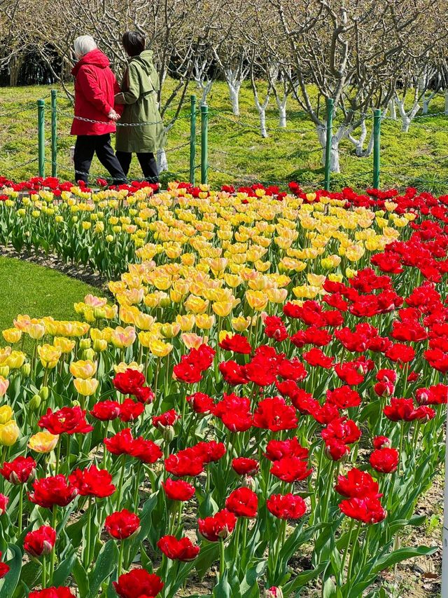 大寧公園｜50萬株鬱金香花海｜賞花地圖&攻略