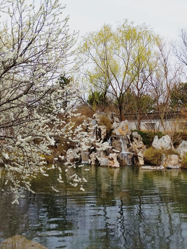 京城無處不飛花