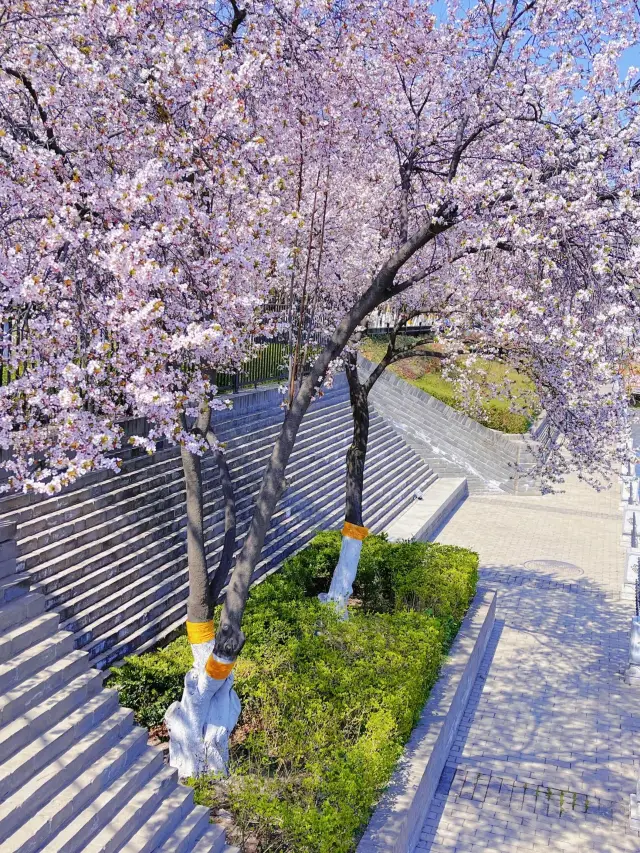 春日には福を祈るのにぴったりな広仁寺で、久しぶりの春の景色を見つけましょう