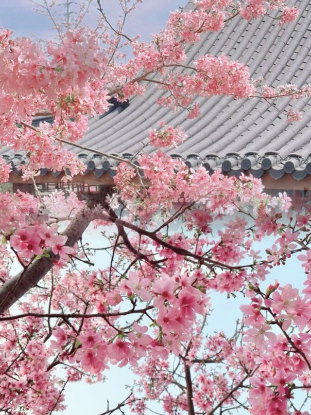 青秀山黃花風鈴木實況 南寧必去的賞花地