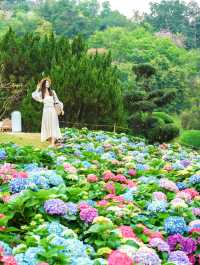 廣州這裡美哭了，繡球花小山坡真能治癒這個春天