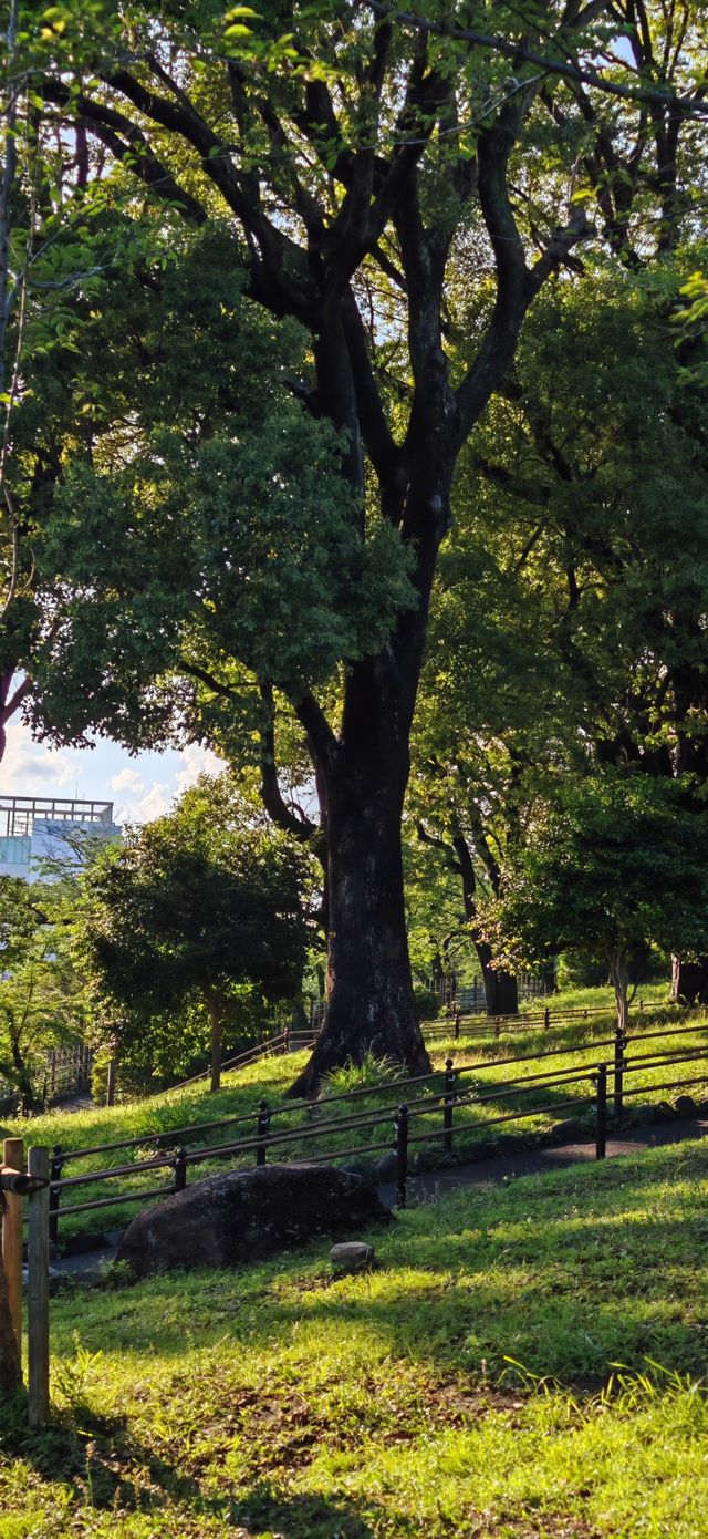 【夏日東京綠】黃昏時的飛鳥山公園，一派金色抹茶綠～