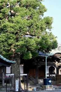 日本古風之旅  漫步葛饰柴又古風情街