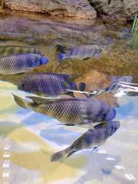 炎炎夏日，上海海洋水族館打卡啦