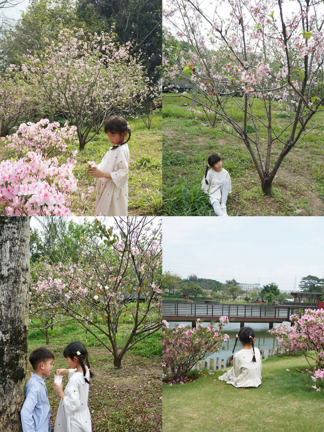 佛山這免費公園、遛娃露營櫻花喂動物