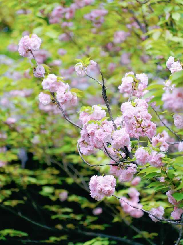 當櫻花遇上七里香，當櫻花遇上古風