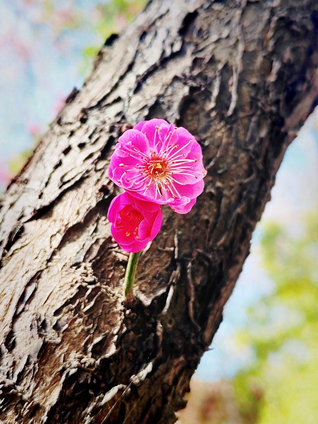 隨春天的腳步來豐慶公園一同感受暖陽、鮮花吧