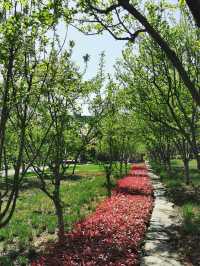 櫻花、海棠與空中列車 | 武漢西苑公園