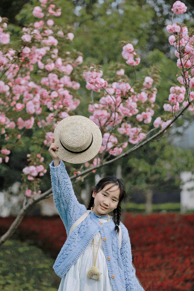 櫻花樹下，和春天撞了個滿懷