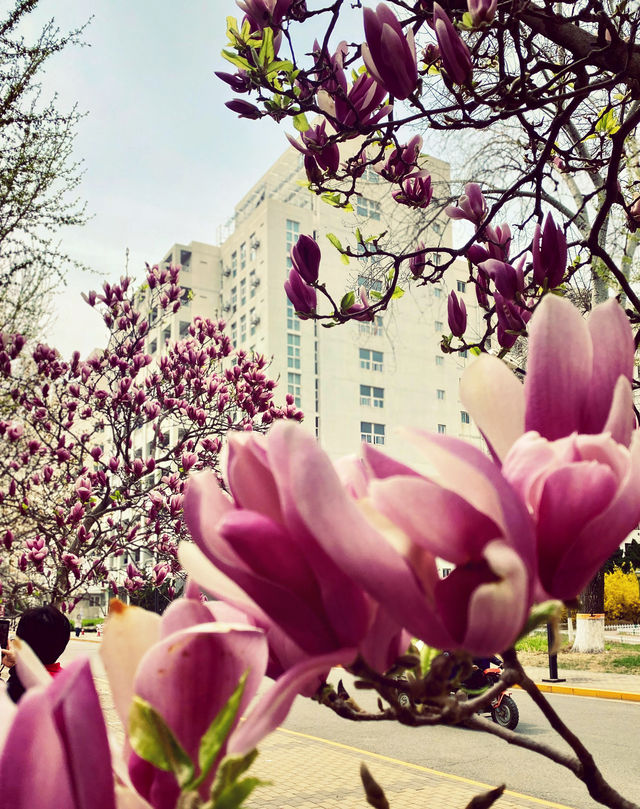 北京遛娃賞花餵鴿子曬太陽大學校園太美好了