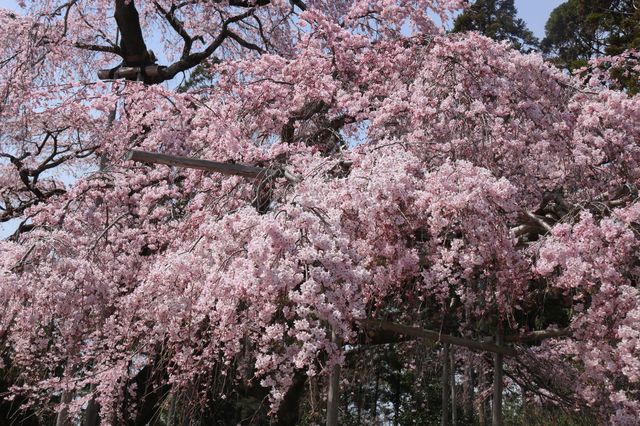 2024年京都賞櫻之旅3/30醍醐寺