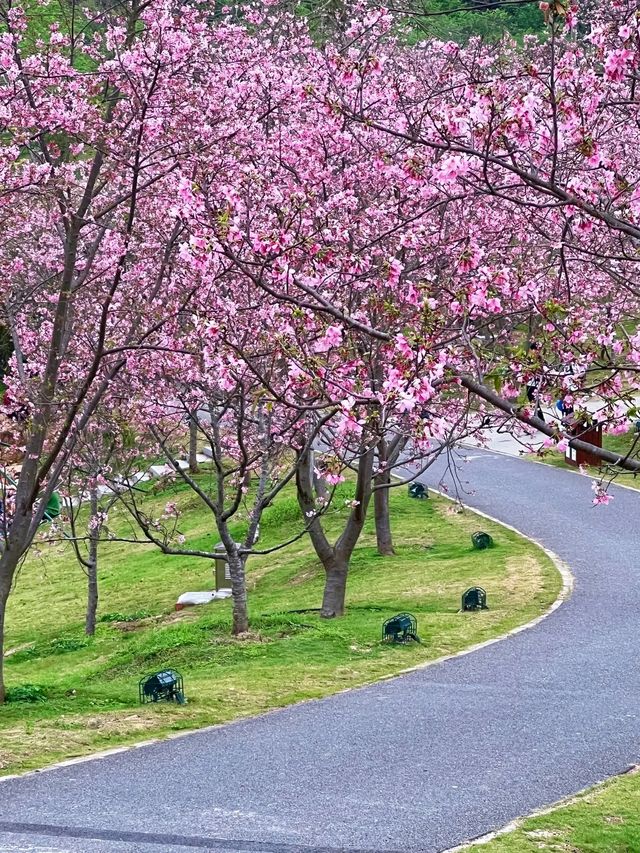 南寧青秀山桃花～～～～開花啦