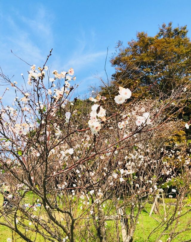 福岡市內必去公園！ 舞鶴公園