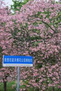 終於！等到了櫻花開滿山的時候了！！！