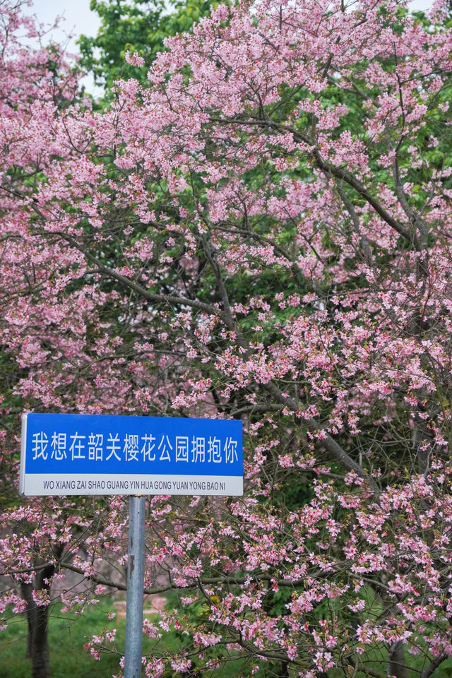 終於！等到了櫻花開滿山的時候了！！！