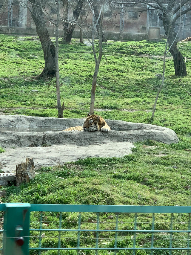 西安秦嶺野生動物園｜一日遊