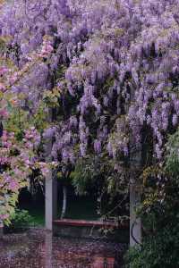 櫻花公園紫藤花瀑布開爆！！