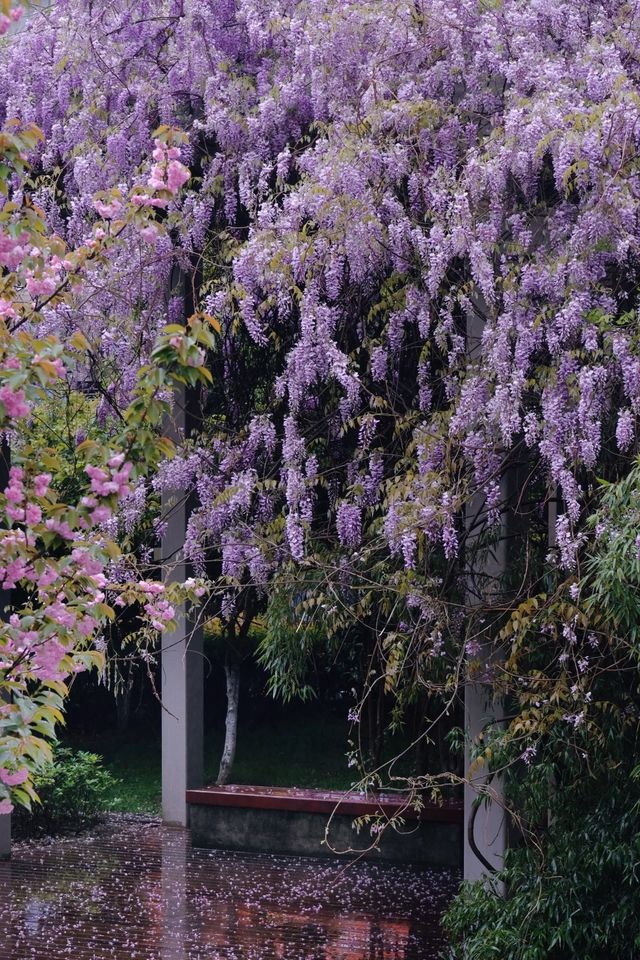 櫻花公園紫藤花瀑布開爆！！
