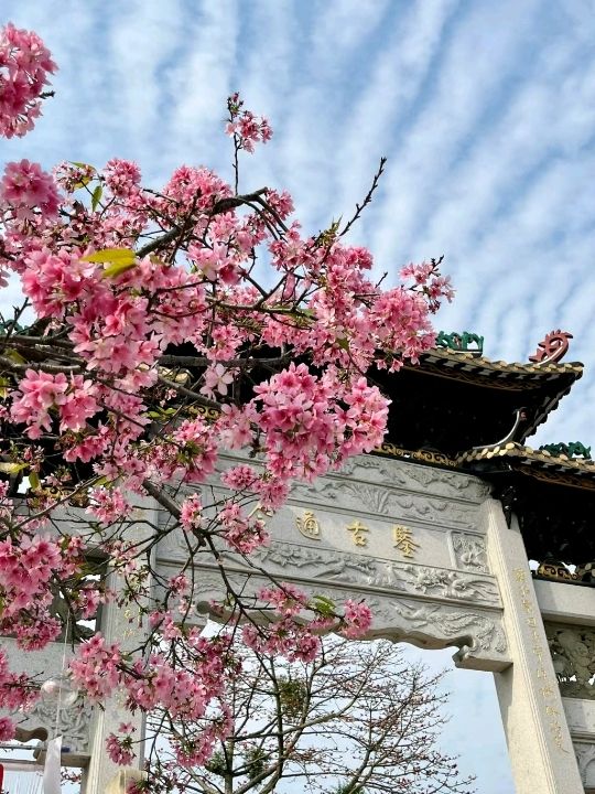 Romantic Cherry Blossoms Baomo Garden 🇨🇳