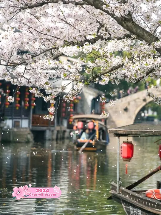 Xitang Ancient Town Jiaxing is Flowery🌸🇨🇳