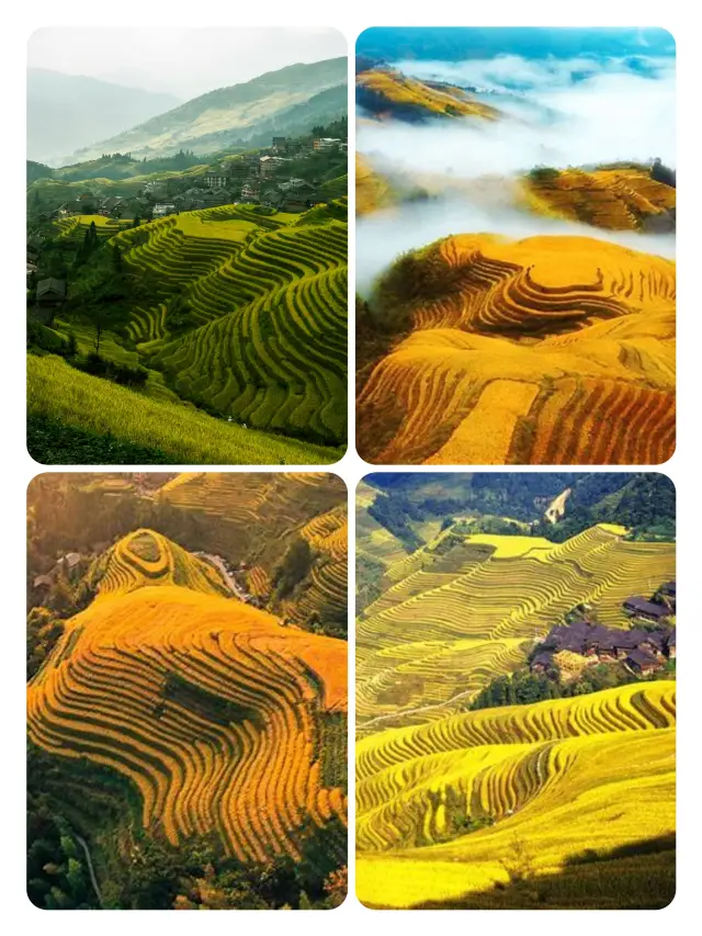 The Longji Rice Terraces, a place you must visit every year, and remember to find a good girlfriend