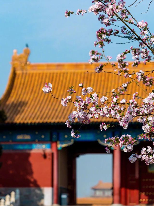 Spring Majesty at the Palace Museum🌸🏰