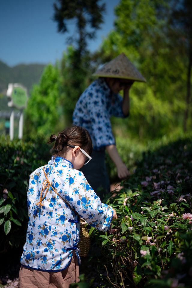 半畝茶園ㄧ體驗採茶生活