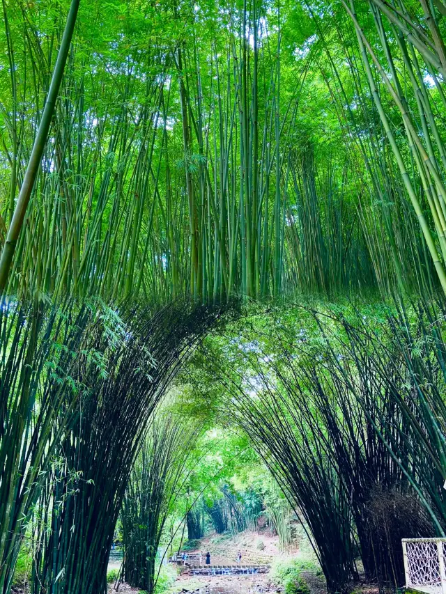 A bamboo forest scenic area around Chengdu where you can hike and breathe in oxygen