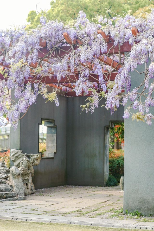 春遊記 | 上海470歲的紫藤花開滿附攻略