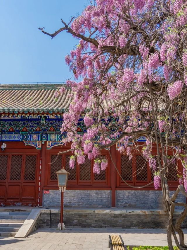 在北京孔廟的百年紫藤蘿已開成瀑布