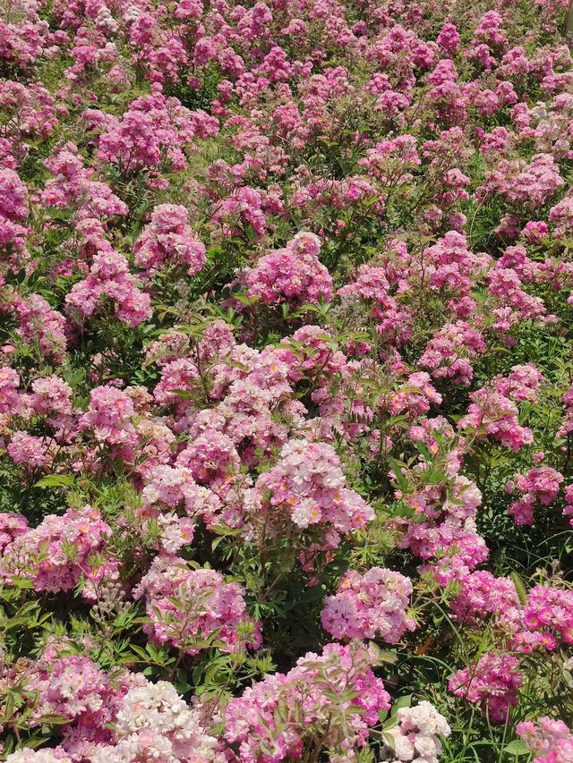 阜陽露營好去處｜太和濕地公園