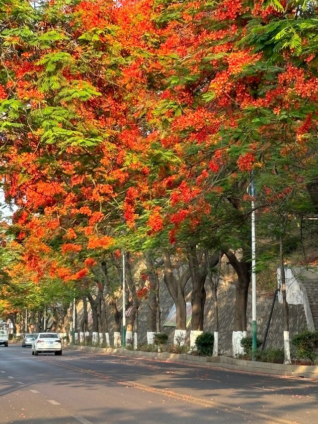 攀枝花｜蘇鐵中路鳳凰花