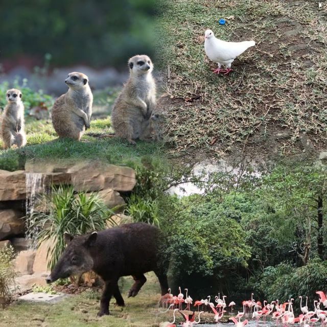 上海野生動物園超實用攻略