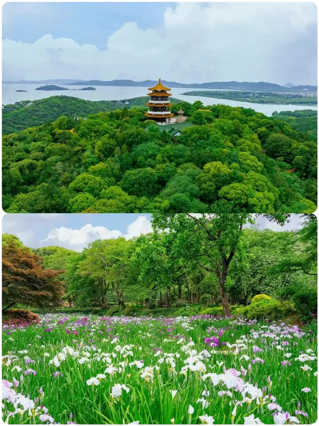 Turtle Head Isle in Taihu Lake is a truly exceptional place, rightfully known as the "Garden of Eden for Lovers"!