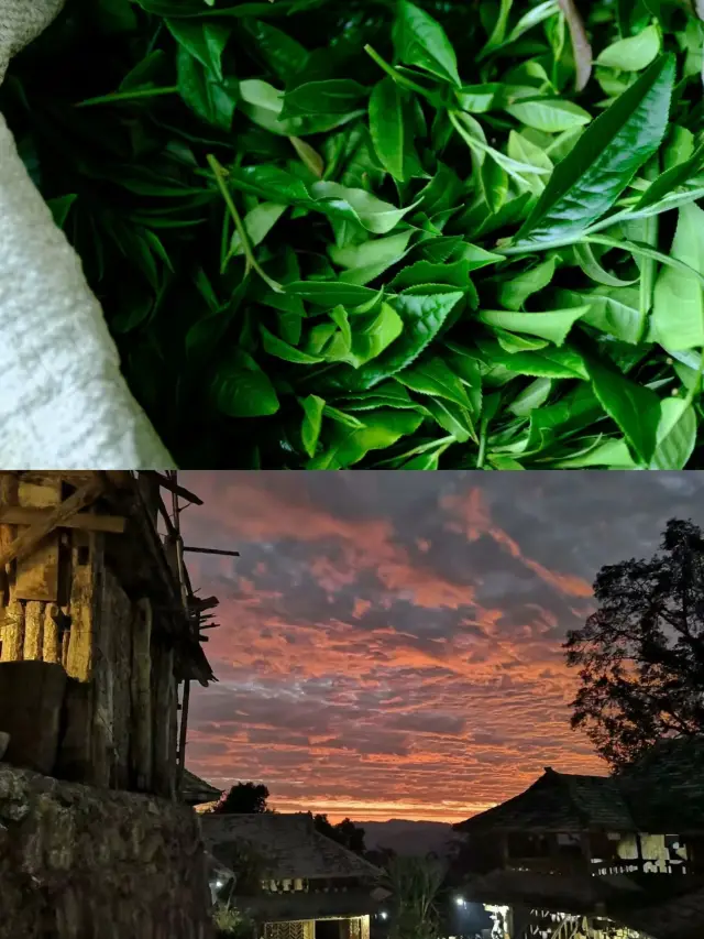Jingmai Mountain has five cultivated ancient tea forests
