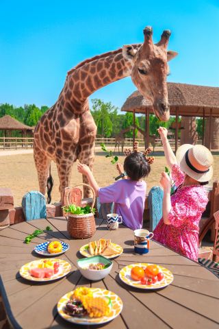 Just returned from O'Le Castle and had breakfast with the giraffes, a must-see before going